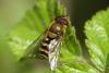 Syrphus vitripennis